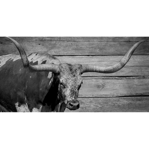 Long Horn Bull White Modern Wood Framed Art Print by Phillip, Jamie