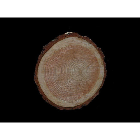 Wood Rings 2 White Modern Wood Framed Art Print by Phillip, Jamie