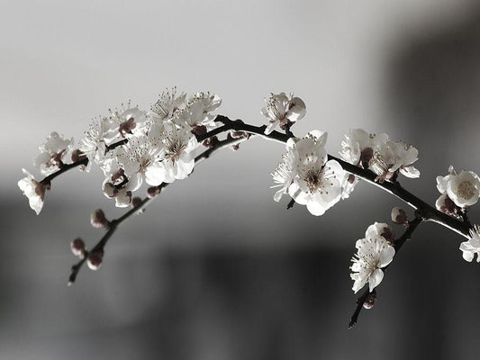 Image Only