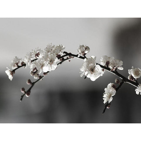 Soaked In Dew Black Modern Wood Framed Art Print by Phillip, Jamie