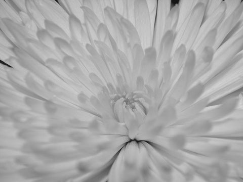 Angel White Flower White Modern Wood Framed Art Print with Double Matting by Phillip, Jamie