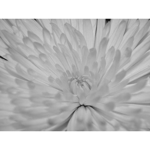 Angel White Flower Black Modern Wood Framed Art Print by Phillip, Jamie
