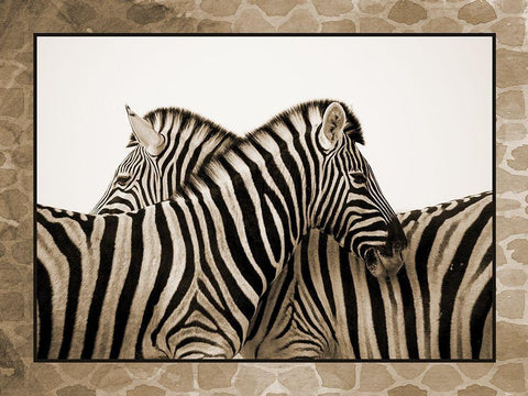 Zebras White Modern Wood Framed Art Print with Double Matting by Phillip, Jamie