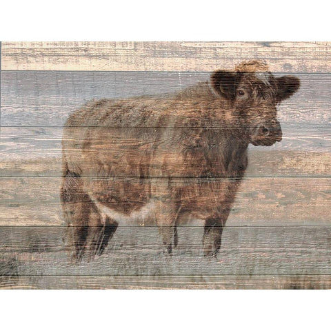 Farm Cow Gold Ornate Wood Framed Art Print with Double Matting by Phillip, Jamie