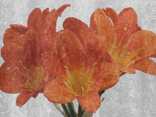 Image Only