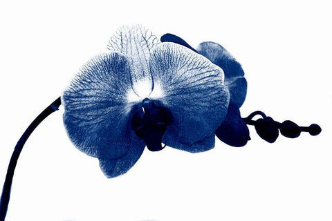 Super Blue Orchid White Modern Wood Framed Art Print with Double Matting by Phillip, Jamie