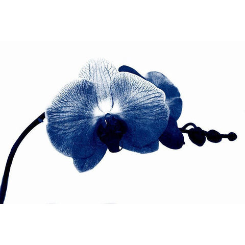 Super Blue Orchid Black Modern Wood Framed Art Print with Double Matting by Phillip, Jamie