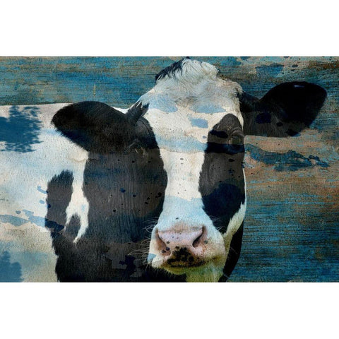 The Cow Black Modern Wood Framed Art Print with Double Matting by Phillip, Jamie