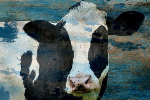 The Cow White Modern Wood Framed Art Print with Double Matting by Phillip, Jamie