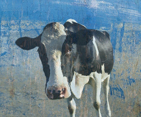 The Cow 2 White Modern Wood Framed Art Print with Double Matting by Phillip, Jamie