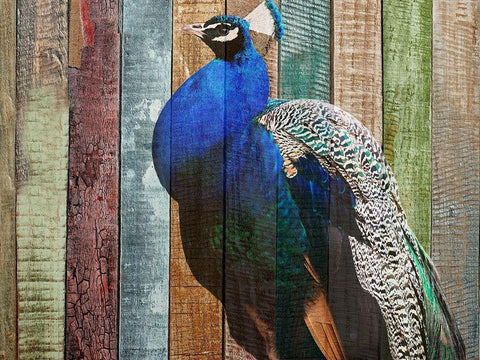 Peacock White Modern Wood Framed Art Print with Double Matting by Phillip, Jamie