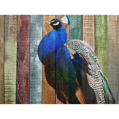 Peacock Gold Ornate Wood Framed Art Print with Double Matting by Phillip, Jamie