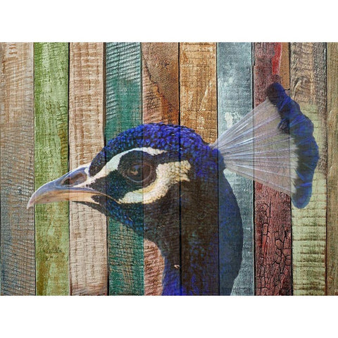Peacock 2 White Modern Wood Framed Art Print by Phillip, Jamie