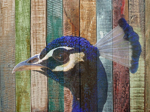 Peacock 2 White Modern Wood Framed Art Print with Double Matting by Phillip, Jamie