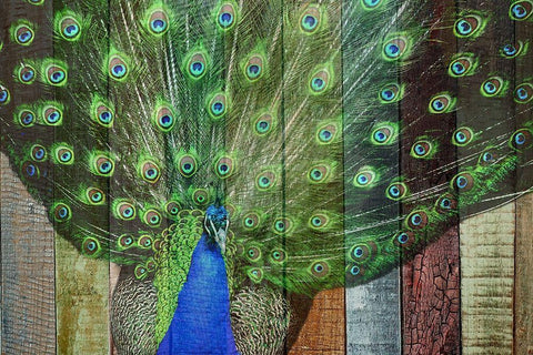 Peacock 3 Black Ornate Wood Framed Art Print with Double Matting by Phillip, Jamie