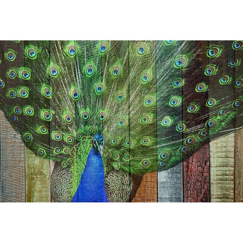 Peacock 3 Black Modern Wood Framed Art Print with Double Matting by Phillip, Jamie