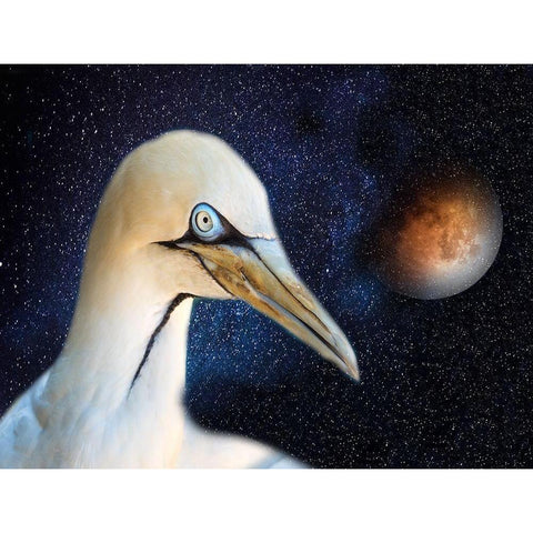 Space Bird Black Modern Wood Framed Art Print with Double Matting by Phillip, Jamie