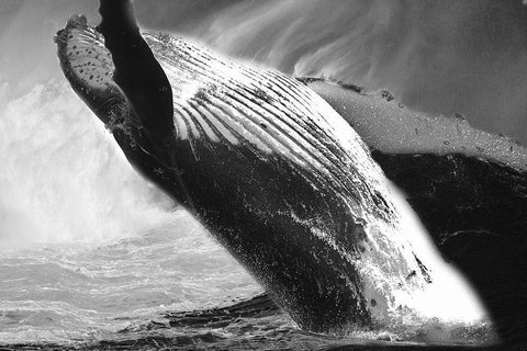 Black Whale Black Ornate Wood Framed Art Print with Double Matting by Phillip, Jamie