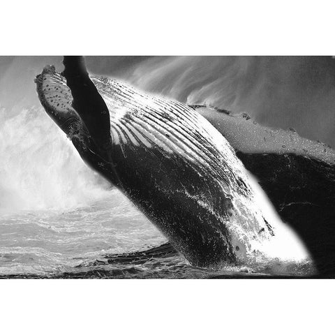 Black Whale Gold Ornate Wood Framed Art Print with Double Matting by Phillip, Jamie