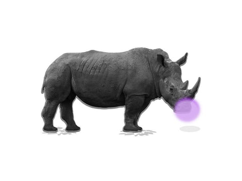 Rhino Bubble White Modern Wood Framed Art Print with Double Matting by Phillip, Jamie