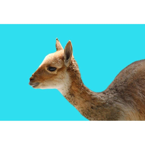 Hello White Modern Wood Framed Art Print by Phillip, Jamie