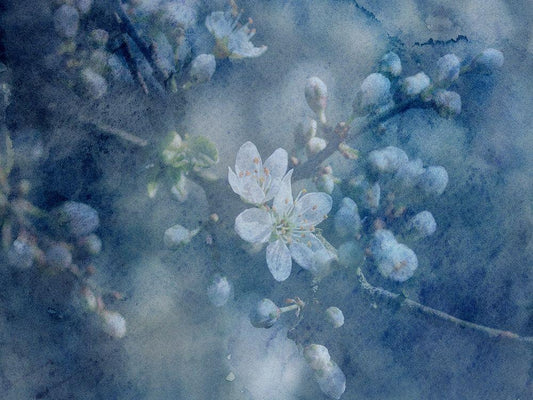 Image Only