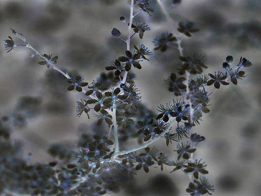 Image Only