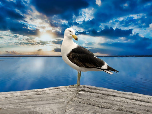 Image Only
