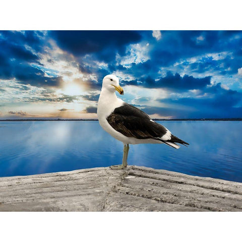 Ocean Bird White Modern Wood Framed Art Print by Phillip, Jamie