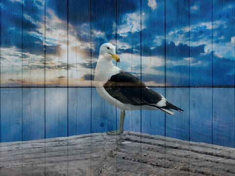 Ocean Bird 2 White Modern Wood Framed Art Print with Double Matting by Phillip, Jamie