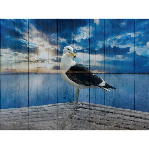 Ocean Bird 2 Black Modern Wood Framed Art Print with Double Matting by Phillip, Jamie