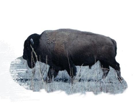 Grazing Buffalo Black Ornate Wood Framed Art Print with Double Matting by Phillip, Jamie