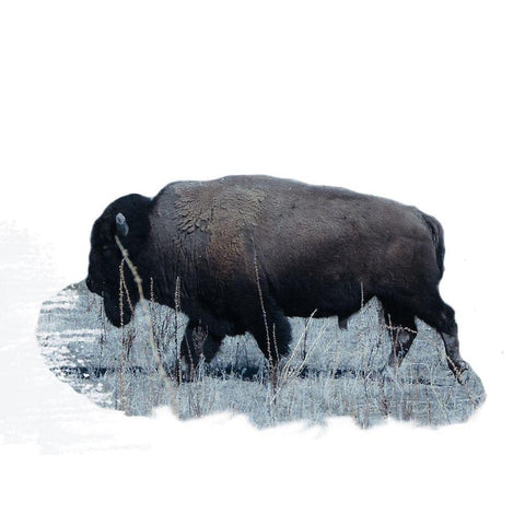 Grazing Buffalo Black Modern Wood Framed Art Print with Double Matting by Phillip, Jamie