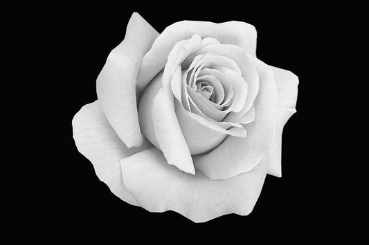 Image Only