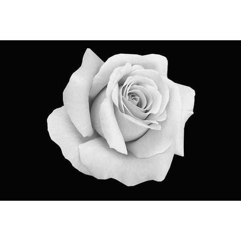 Rose Dust White Modern Wood Framed Art Print by Phillip, Jamie