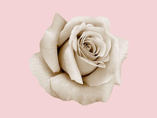 Image Only