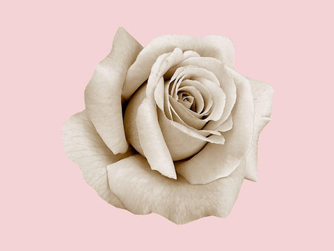 Rose Dust Black Ornate Wood Framed Art Print with Double Matting by Phillip, Jamie