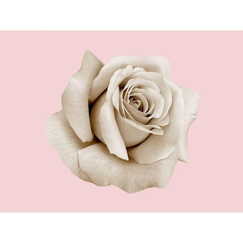 Rose Dust White Modern Wood Framed Art Print by Phillip, Jamie