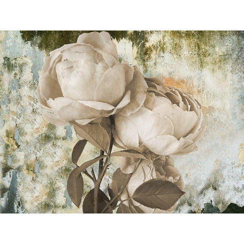 Old Rose Black Modern Wood Framed Art Print with Double Matting by Phillip, Jamie