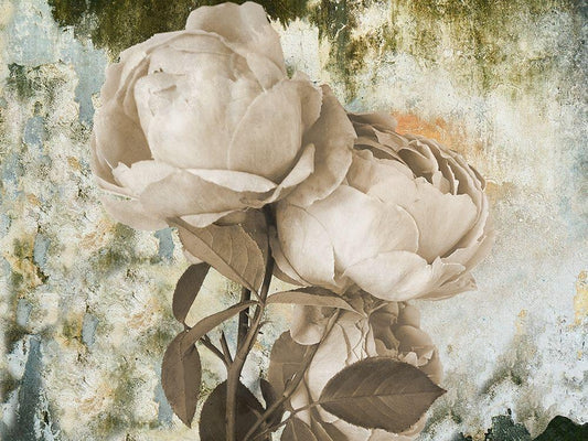 Image Only