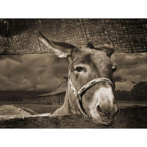 Donkey White Modern Wood Framed Art Print by Phillip, Jamie