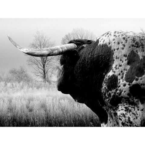 Bull On The Farm White Modern Wood Framed Art Print by Phillip, Jamie