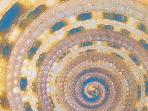 Coated  Spots Black Ornate Wood Framed Art Print with Double Matting by Phillip, Jamie