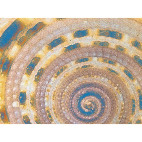 Coated  Spots White Modern Wood Framed Art Print by Phillip, Jamie