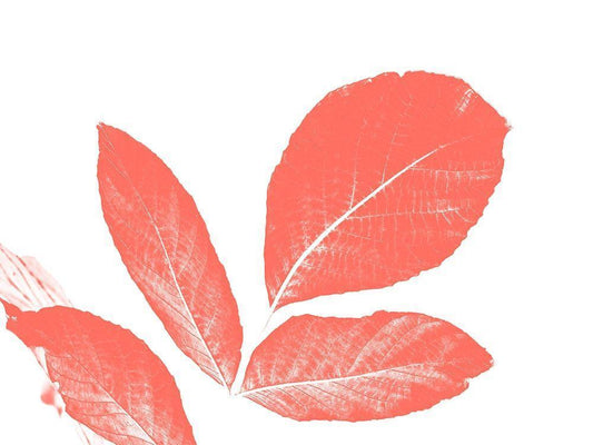 Image Only