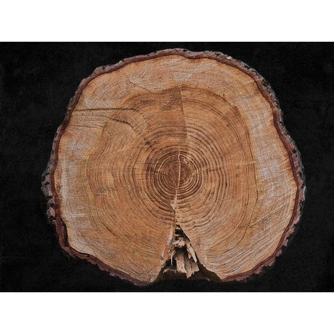 Dark Wood White Modern Wood Framed Art Print by Phillip, Jamie