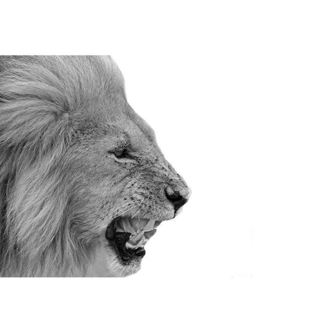 Lion White Modern Wood Framed Art Print by Phillip, Jamie