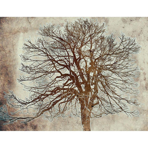 Tree Black Modern Wood Framed Art Print by Phillip, Jamie