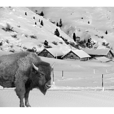 Snow Bison White Modern Wood Framed Art Print by Phillip, Jamie