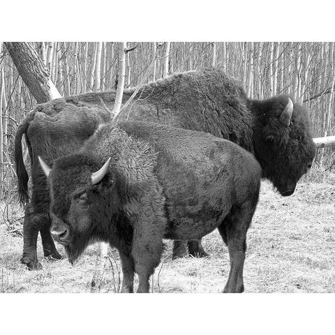 Bison Season Black Modern Wood Framed Art Print with Double Matting by Phillip, Jamie